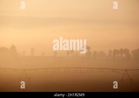 Campo di fattoria con sistema di irrigazione all'alba nella Valle di Hula, Israele. Foto Stock