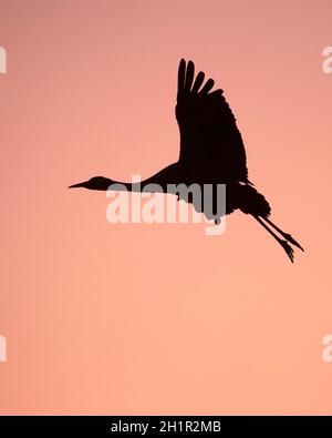 Silhouette di una gru comune (Eurasian Crane) che atterra nel parco naturale di Agamon Hahula per nutrirsi all'alba Foto Stock