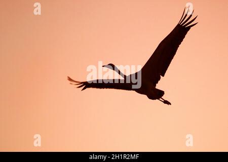 Silhouette di una gru comune (Eurasian Crane) che vola sopra la Valle di Hula all'alba Foto Stock