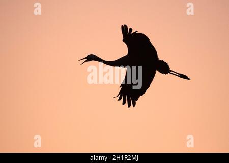 Silhouette di una gru comune (Eurasian Crane) che vola e chiama all'alba Foto Stock