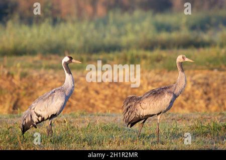 Gru comuni (gru eurasiatica) uccello adulto e giovanile in piedi in campo. Grus grus. Foto Stock