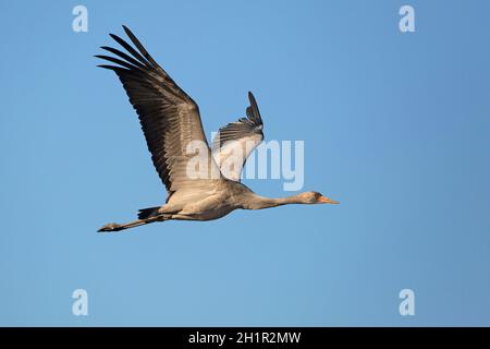 Gru comune (gru eurasiatica) che vola attraverso il cielo blu chiaro Foto Stock