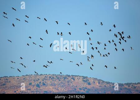 Flock of Common Cranes che vola lungo la Jordan Rift Valley, un importante flyway per la migrazione di uccelli tra Europa, Asia e Africa Foto Stock