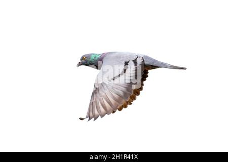 Immagine di piccione che vola isolato su sfondo bianco., uccello, animali. Foto Stock