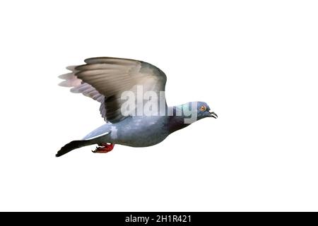 Immagine di piccione che vola isolato su sfondo bianco., uccello, animali. Foto Stock