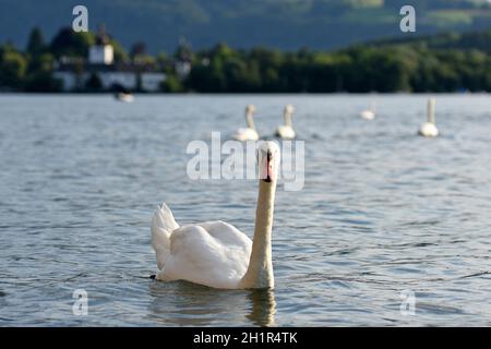 Schwäne auf dem Traunsee mit dem Seeschloss Ort im Hintergrund, Salzkammergut, Bezirk Gmunden, Oberösterreich, Österreich, Europa - cigni sul Traun Foto Stock