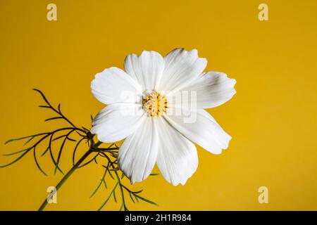Fiore di cosmo rosa (Cosmos bipinnatus) isolato su sfondo giallo Foto Stock