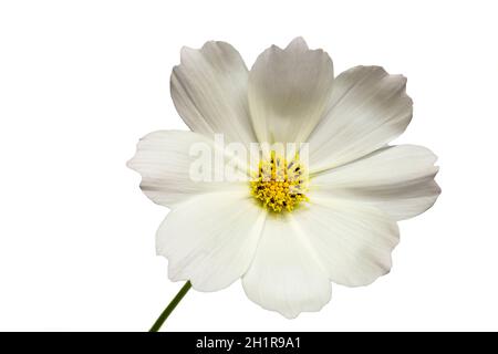 Fiore bianco del cosmo (Cosmos bipinnatus) isolato su sfondo bianco Foto Stock