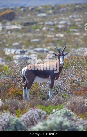 Un antilope bontebok (Damaliscus pygargus dorcas) nei fynbos del Parco Nazionale di Table Mountain, Sudafrica. Foto Stock