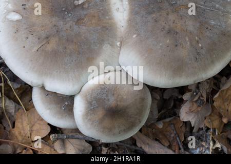 gruppo di funghi grigi - clitocybe nebularis, focus selettivo closeup agarico torbido Foto Stock