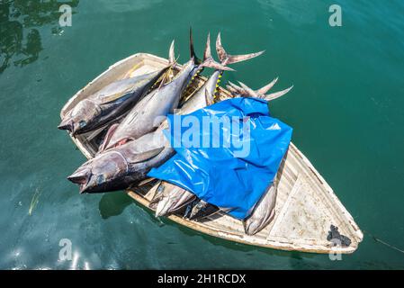 Tonno pesce fresco in una piccola barca in acqua per la vendita al mercato del pesce nel maschio, Maldive Foto Stock