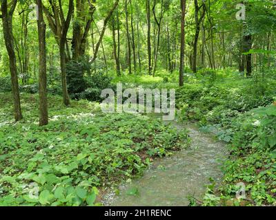 L'acqua fluiva nel torrente nella foresta pluviale piena di vegetazione lussureggiante e albero al Parco Nazionale Khao Sam Roi Yot, Thailandia Foto Stock