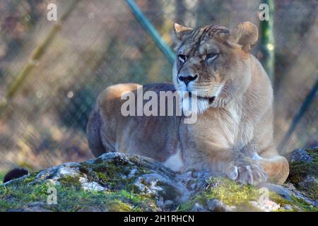 Löwe im Zoo Salisburgo, Österreich, Europa - Leone a Salisburgo Zoo, Austria, Europa Foto Stock