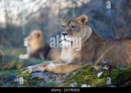 Löwe im Zoo Salisburgo, Österreich, Europa - Leone a Salisburgo Zoo, Austria, Europa Foto Stock