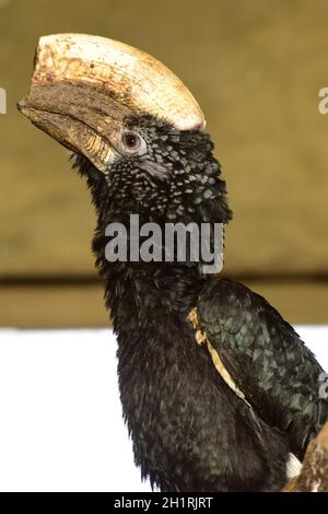 Silberwangenhornvogel im Zoo Schmiding, Krenglbach, Oberösterreich, Österreich, Europa - orata argentea in Zoo di Schmiding, Austria superiore, Aus Foto Stock