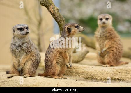 Erdmännchen im Zoo Schmiding, Koenglbach, Oberösterreich, Österreich, Europa - Meerkat in Schmiding Zoo, Austria superiore, Europa Foto Stock