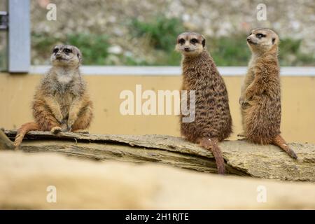 Erdmännchen im Zoo Schmiding, Koenglbach, Oberösterreich, Österreich, Europa - Meerkat in Schmiding Zoo, Austria superiore, Europa Foto Stock