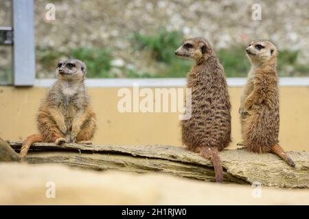 Erdmännchen im Zoo Schmiding, Koenglbach, Oberösterreich, Österreich, Europa - Meerkat in Schmiding Zoo, Austria superiore, Europa Foto Stock