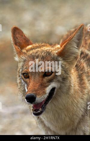 Coyote (Canis latrans), bacino Badwater, Parco Nazionale della Valle della Morte, Deserto Mojave, CALIFORNIA, STATI UNITI D'AMERICA Foto Stock