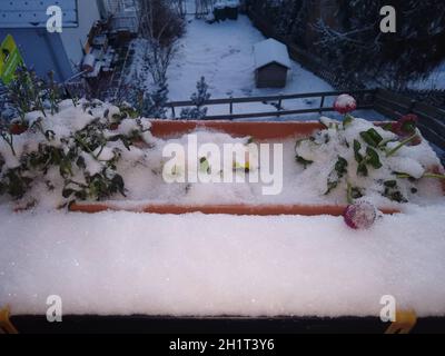 Wintereinbruch im Landkreis-Breisgau Hochschwarzwald. Nach fast frühsommerlichen Temperaturen brachte ein krasser Temperatursturz am Montag einen erne Foto Stock