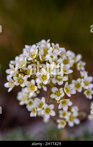 Crosta di Saxifraga fiore in montagna, da vicino Foto Stock