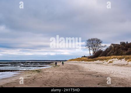 Groynes, albero e duna sulla riva del Mar Baltico ad Ahrenshoop, Germania. Foto Stock