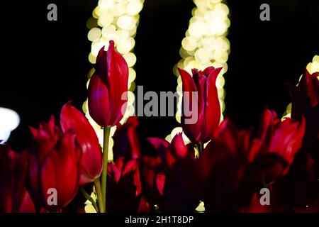 Tulipano rosso e la luce del riflettore. Luogo di ripresa: Kamakura, Prefettura di Kanagawa Foto Stock