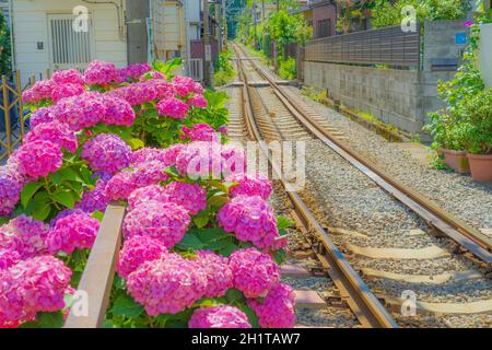 Hydrangea e Enoden di linea. Luogo di tiro: Kamakura, Prefettura di Kanagawa Foto Stock