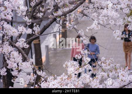Roppongi 1-chome di ciliegia alberato. Luogo di tiro: Area metropolitana di Tokyo Foto Stock