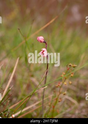 Rosa Sole-orchidea (Thelymitra carnea) germogli che si aprono al sole. Un'orchidea autoctona di Autralian i cui fiori si aprono in giornate soleggiate e umide. Foto Stock