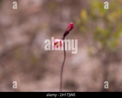 Rosa Sole-orchidea (Thelymitra carnea) germogli che si aprono al sole. Un'orchidea autoctona di Autralian i cui fiori si aprono in giornate soleggiate e umide. Foto Stock