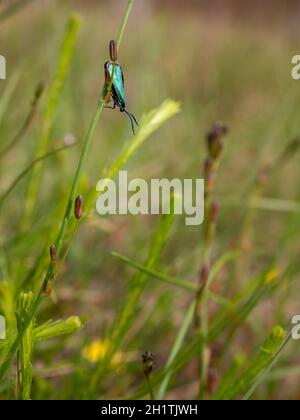 La falena di Forester (Pollaniso viridipulverulenta) poggiante sulle erbe. Un moth australiano nativo. Foto Stock