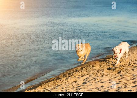 Golden Labrador retriever avendo divertimento che corre lungo la spiaggia. Sun flare Foto Stock