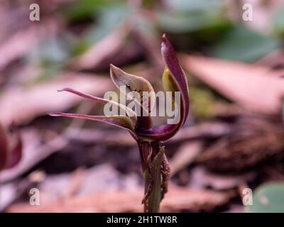 Orchidea di uccello comune Foto Stock