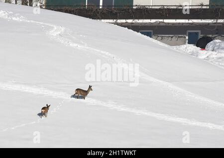 Rehe im Schnee bei Bad Ischl, Österreich, Europa - Cervo nella neve vicino a Bad Ischl, Austria, Europa Foto Stock