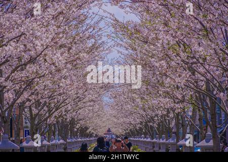 Wakamiya Cherry Oji (Kamakura, Prefettura di Kanagawa). Luogo di tiro: Area metropolitana di Tokyo Foto Stock