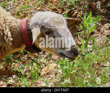 Pascolo di pecore in un prato a Barcellona, Catalogna Foto Stock