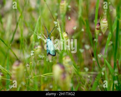 La falena di Forester (Pollaniso viridipulverulenta) poggiante sulle erbe. Un moth australiano nativo. Foto Stock