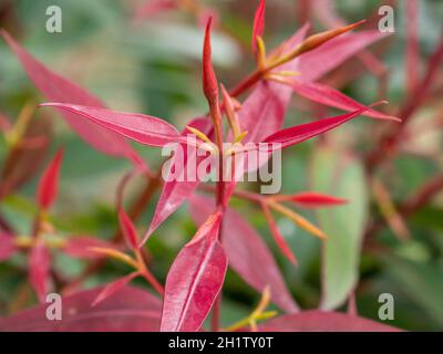 Crescita di foglie di eucalipto fresco. Le foglie sono inizialmente di colore rosso e diventano verdi con l'età. Foto Stock