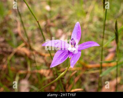 Orchidea cera-labbro (Glossodia Major). Bella orchidea viola originaria dell'Australia. Foto Stock