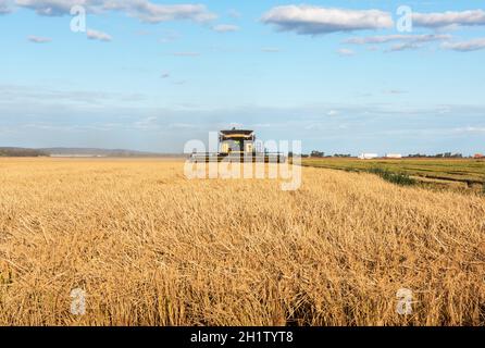 Raccolta del riso nella fattoria vicino Griffith nel nuovo Galles del Sud, Australia Foto Stock