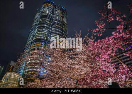 Un andare a vedere i ciliegi fioriscono di notte e Roppongi Hills (giardino Mori). Luogo di tiro: Area metropolitana di Tokyo Foto Stock