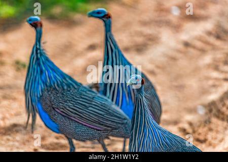 Vulturine guineafowl, vista parziale, a Samburu NP, Kenya. Uccello africano colorato. Ha una testa calva blu, occhio rosso, corpo blu brillante con str. Bianco e nero Foto Stock