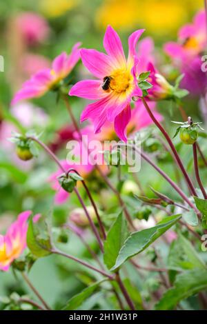 Cultivar a fiore singolo, Dahlia 'occhi luminosi'. Fiori viola-rosa che si sbiadiscono al centro. Bombus lapidarius alimentazione Foto Stock