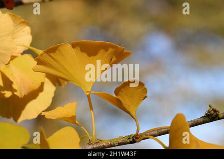Primo piano di alcune graziose foglie di ginko gialle illuminate da sole su un ramo, con una vista dal basso e sfondo naturale sfocato Foto Stock