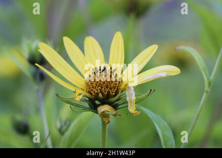 vista sulla graziosa fioritura di un girasole giallo limone, che ha già perso alcuni dei suoi petali Foto Stock