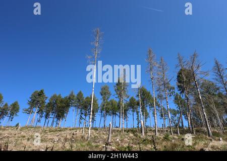 gli ultimi alberi viventi di una foresta precedentemente lussureggiante stanno cercando di sfidare il cambiamento climatico Foto Stock