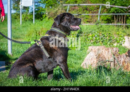 ritratto di un cane corso di canna seduto in erba Foto Stock