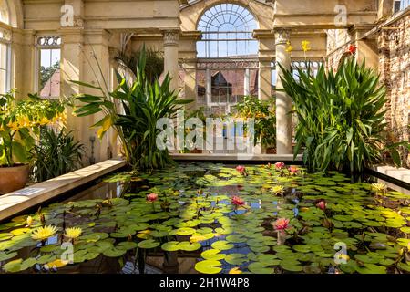 Lily Pond e l'interno del Grande Conservatorio nei giardini di Syon House, costruito da Charles Fowler nel 1826, Syon Park, West London, Inghilterra, Regno Unito Foto Stock