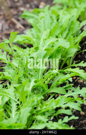 Eruca vesicaria sottospecie sativa o rucola per insalata, rucola, jamba, rucola commestibile, roquette, rucola. Foglie commestibili che crescono in un letto Foto Stock